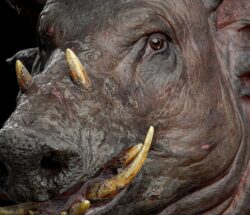 boar