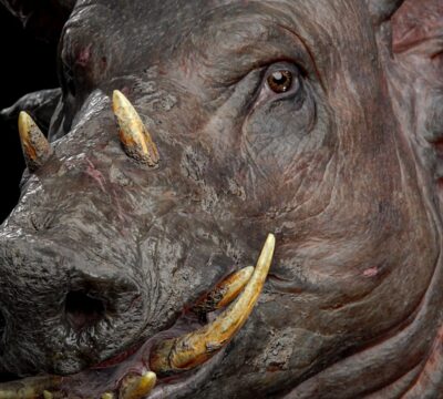 boar