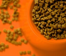 cats food