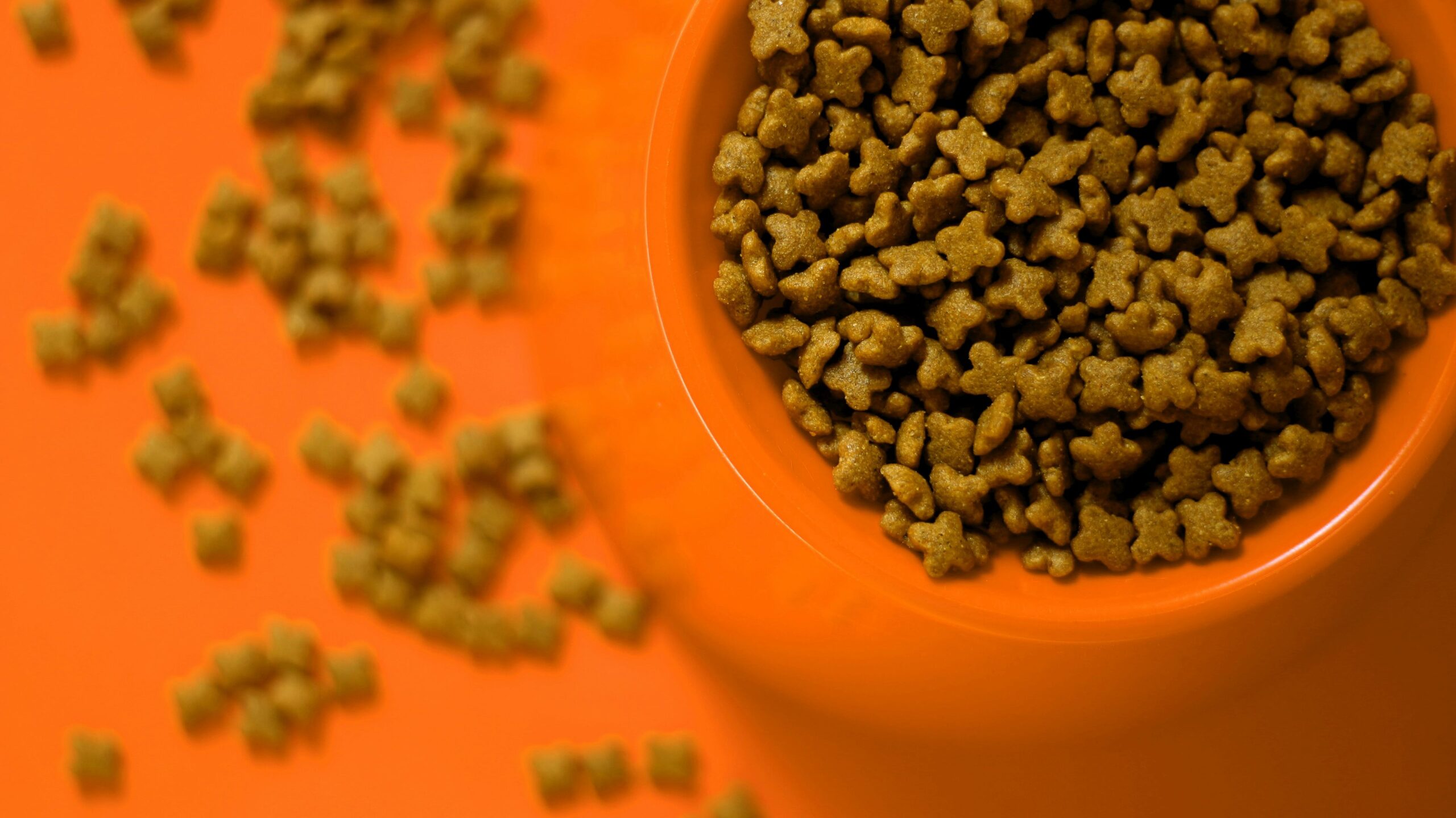 cats food