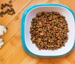 dog food