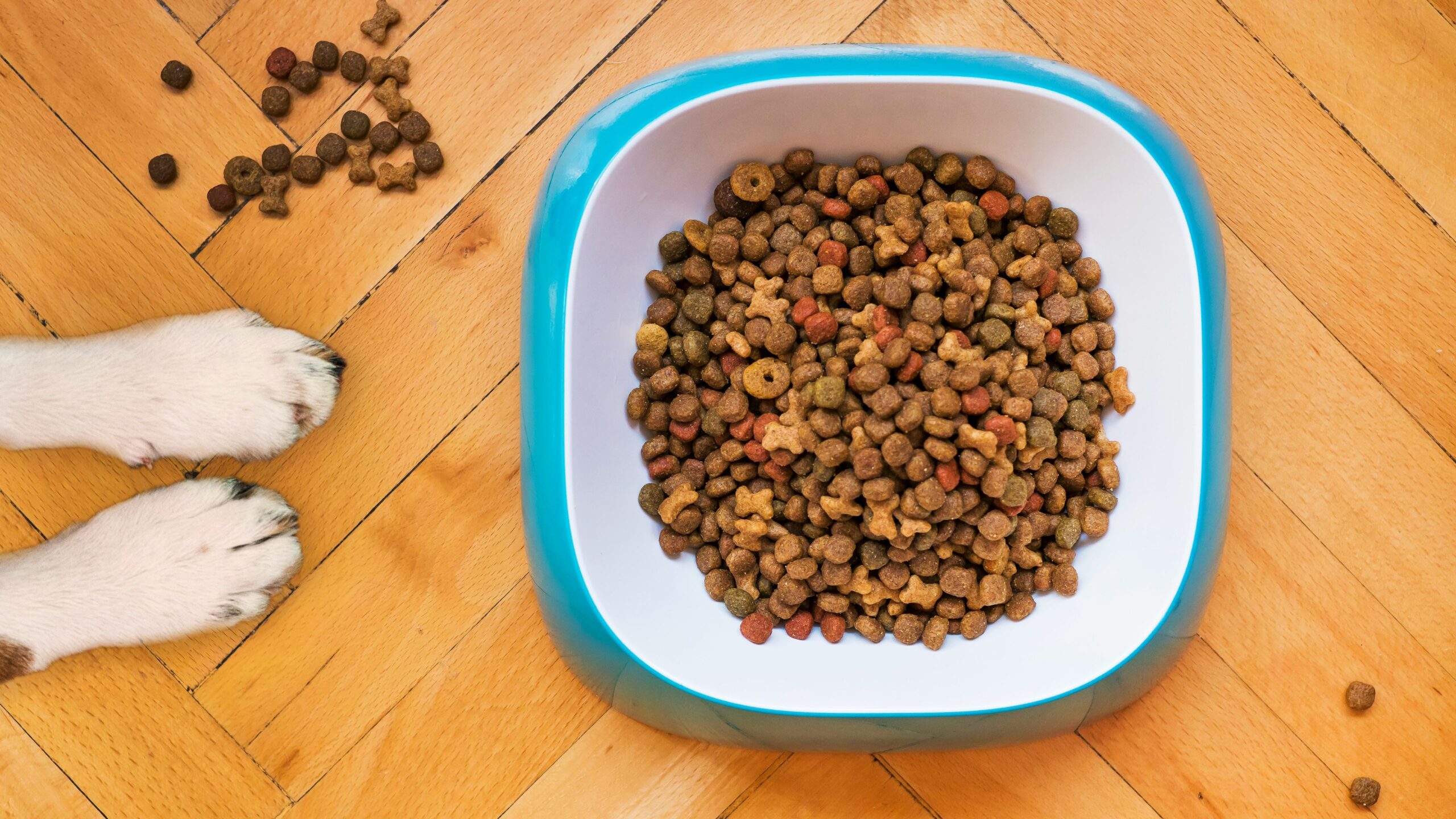 dog food