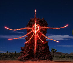 joshua tree